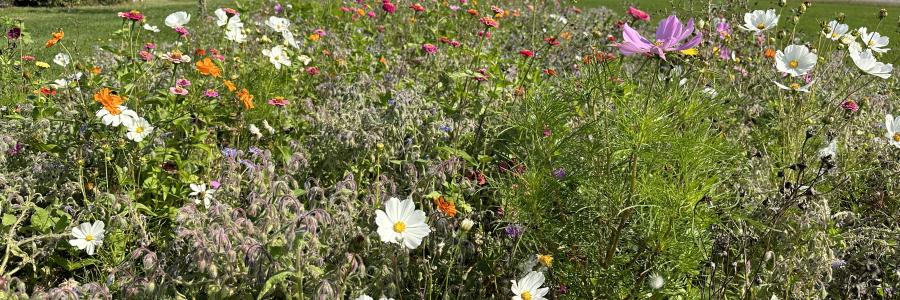 bloemen