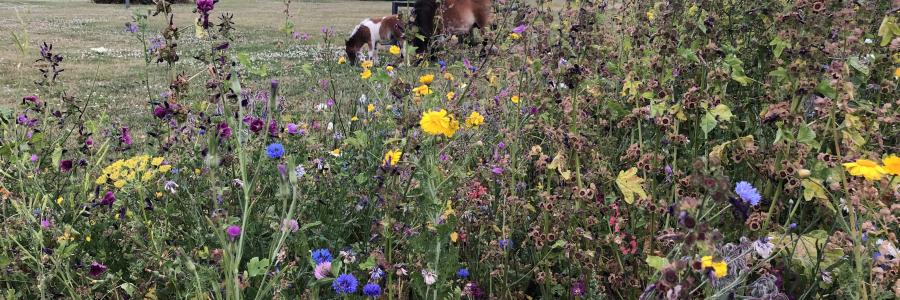 Wilde bloemen