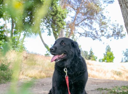 Zwarte hond met rode riem