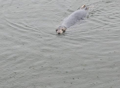 zeehond