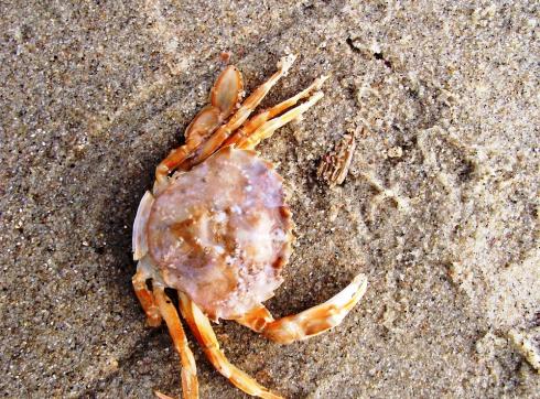 krab