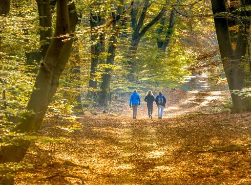 wandelen in het bos