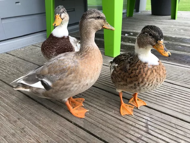eendjes